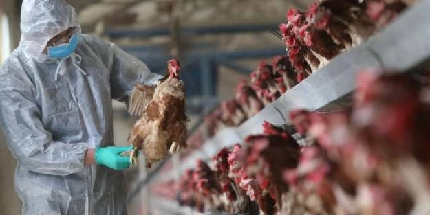 24 bin ördek itlaf edilecek! Güney Kore'de de kuş gribi alarmı